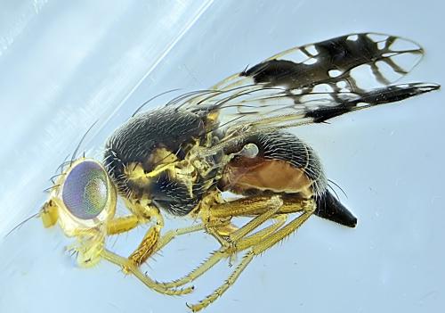 Tephritis divisa